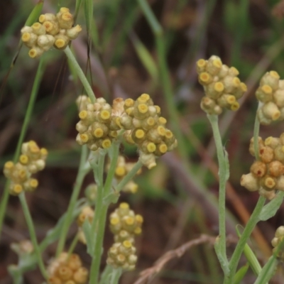 Pseudognaphalium luteoalbum (Jersey Cudweed) at Tuggeranong Creek to Monash Grassland - 3 Nov 2021 by AndyRoo