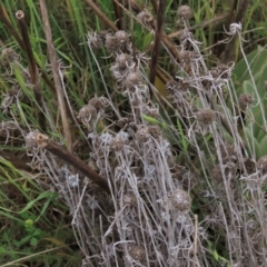 Euchiton sphaericus (star cudweed) at Monash, ACT - 3 Nov 2021 by AndyRoo