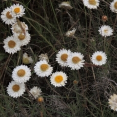 Leucochrysum albicans subsp. tricolor (Hoary Sunray) at Monash Grassland - 3 Nov 2021 by AndyRoo