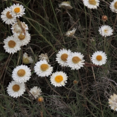 Leucochrysum albicans subsp. tricolor (Hoary Sunray) at Tuggeranong Creek to Monash Grassland - 3 Nov 2021 by AndyRoo