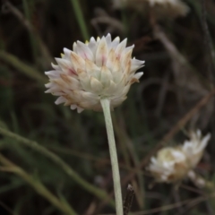 Leucochrysum albicans subsp. tricolor at Monash, ACT - 3 Nov 2021 03:00 PM