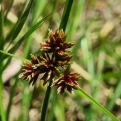 Cyperus lhotskyanus (A Sedge) at Molonglo Valley, ACT - 29 Nov 2021 by EmilySutcliffe