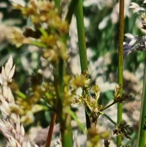 Juncus sp. at Wallaroo, NSW - 1 Dec 2021