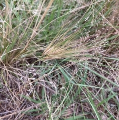 Aristida behriana (Bunch Wiregrass) at Strathnairn, ACT - 7 Dec 2021 by MattM