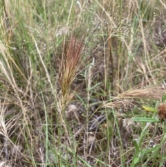 Aristida behriana (Bunch Wiregrass) at Stromlo, ACT - 8 Dec 2021 by MattM