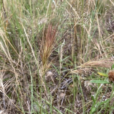 Aristida behriana (Bunch Wiregrass) at Stromlo, ACT - 7 Dec 2021 by MattM