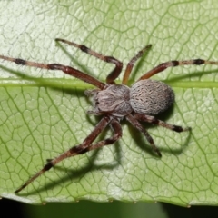 Araneinae (subfamily) (Orb weaver) at ANBG - 5 Dec 2021 by TimL