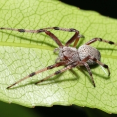 Araneinae (subfamily) at Acton, ACT - 5 Dec 2021