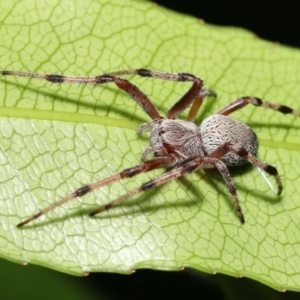 Araneinae (subfamily) at Acton, ACT - 5 Dec 2021