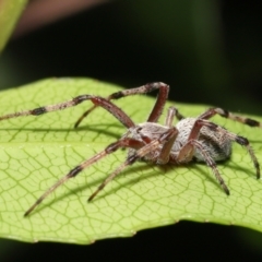 Araneinae (subfamily) at Acton, ACT - 5 Dec 2021