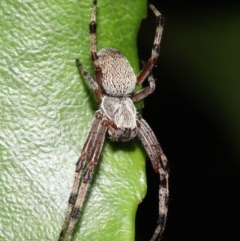 Araneinae (subfamily) at Acton, ACT - 5 Dec 2021