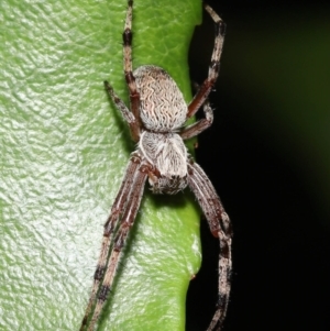 Araneinae (subfamily) at Acton, ACT - 5 Dec 2021