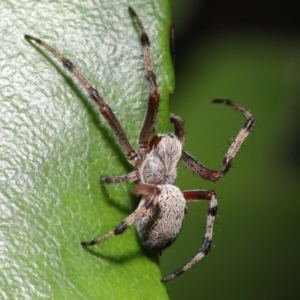 Araneinae (subfamily) at Acton, ACT - 5 Dec 2021