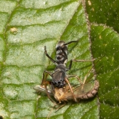 Myrmarachne (genus) (Unidentified Ant-mimic jumping spider) at Acton, ACT - 7 Dec 2021 by Roger
