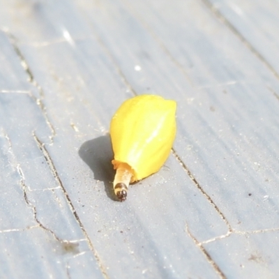 Lepidoptera unclassified IMMATURE (caterpillar or pupa or cocoon) at Waramanga, ACT - 7 Dec 2021 by RobParnell