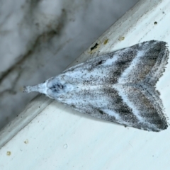 Nola paromoea (Divided Tuft-moth) at Ainslie, ACT - 16 Nov 2021 by jbromilow50