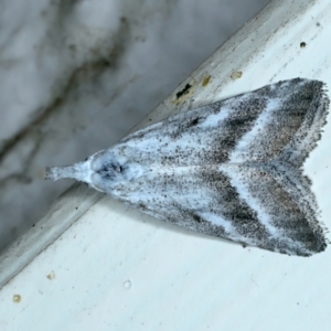 Nola paromoea at Ainslie, ACT - 16 Nov 2021 08:35 PM