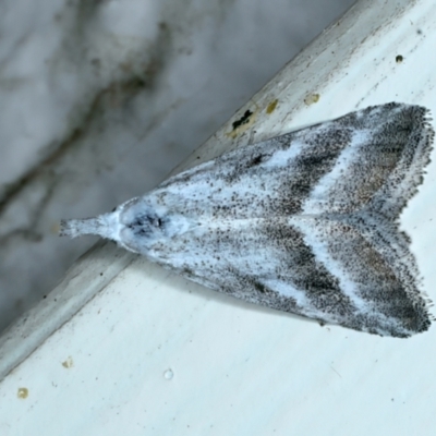 Nola paromoea (Divided Tuft-moth) at Ainslie, ACT - 16 Nov 2021 by jb2602