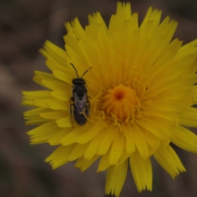 Lasioglossum (Chilalictus) lanarium (Halictid bee) at Tuggeranong Creek to Monash Grassland - 3 Nov 2021 by AndyRoo