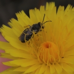 Lasioglossum (Chilalictus) lanarium at Monash, ACT - 3 Nov 2021 02:17 PM