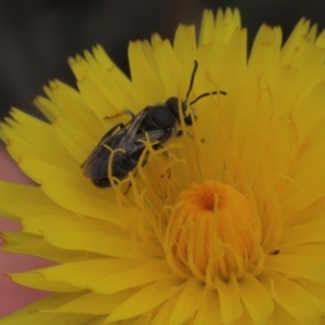 Lasioglossum (Chilalictus) lanarium at Monash, ACT - 3 Nov 2021 02:17 PM