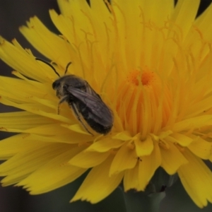 Lasioglossum (Chilalictus) lanarium at Monash, ACT - 3 Nov 2021 02:17 PM