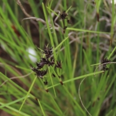 Schoenus apogon (Common Bog Sedge) at Monash, ACT - 3 Nov 2021 by AndyRoo