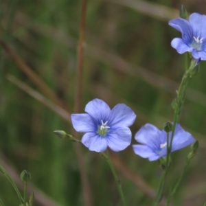 Linum marginale at Monash, ACT - 3 Nov 2021