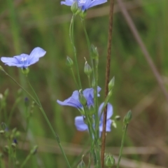 Linum marginale at Monash, ACT - 3 Nov 2021