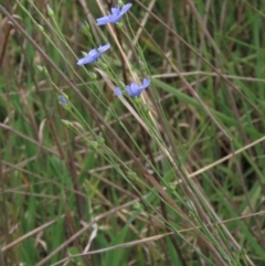 Linum marginale at Monash, ACT - 3 Nov 2021