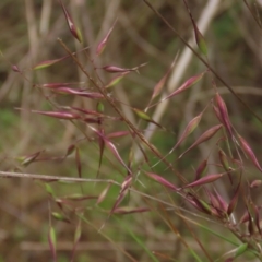 Rytidosperma sp. (Wallaby Grass) at Monash, ACT - 3 Nov 2021 by AndyRoo