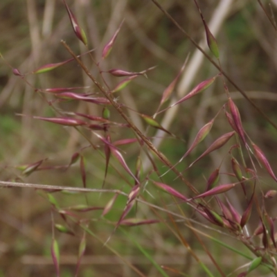 Rytidosperma (genus) (Wallaby Grass) at Monash, ACT - 3 Nov 2021 by AndyRoo