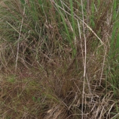 Rytidosperma sp. at Monash, ACT - 3 Nov 2021