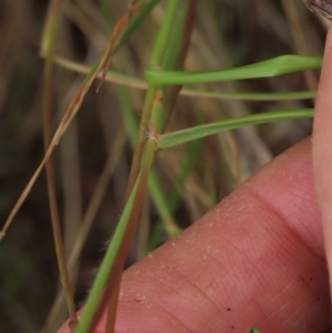 Rytidosperma sp. at Monash, ACT - 3 Nov 2021