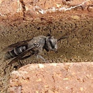 Sphecidae or Crabronidae (families) at Lyneham, ACT - 7 Dec 2021