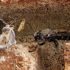 Sphecidae or Crabronidae (families) at Lyneham, ACT - 7 Dec 2021