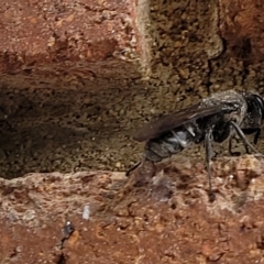 Sphecidae or Crabronidae (families) at Lyneham, ACT - 7 Dec 2021