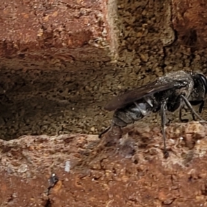 Sphecidae or Crabronidae (families) at Lyneham, ACT - 7 Dec 2021