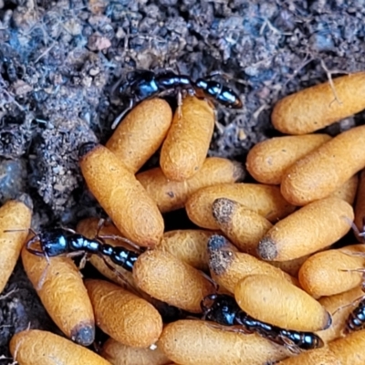Amblyopone sp. (genus) (Slow ant) at Weetangera, ACT - 8 Dec 2021 by tpreston