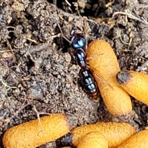 Amblyopone sp. (genus) at Weetangera, ACT - 8 Dec 2021