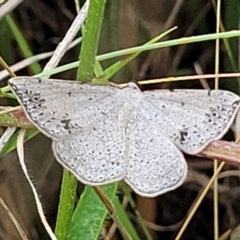 Taxeotis intextata (Looper Moth, Grey Taxeotis) at The Pinnacle - 8 Dec 2021 by tpreston