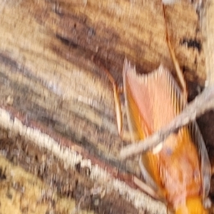 Ellipsidion sp. (genus) at Weetangera, ACT - 8 Dec 2021