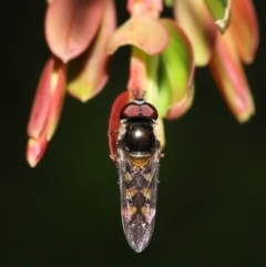 Simosyrphus grandicornis (Common hover fly) at Acton, ACT - 5 Dec 2021 by TimL