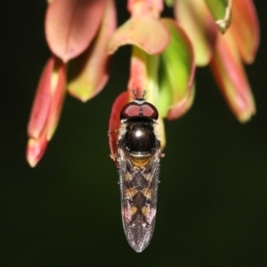 Simosyrphus grandicornis at Acton, ACT - 5 Dec 2021