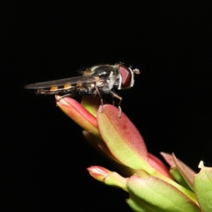 Simosyrphus grandicornis at Acton, ACT - 5 Dec 2021