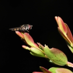 Simosyrphus grandicornis at Acton, ACT - 5 Dec 2021