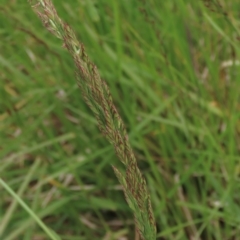 Festuca arundinacea (Tall Fescue) at Monash, ACT - 3 Nov 2021 by AndyRoo