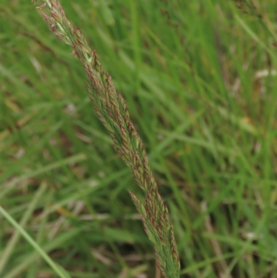 Festuca arundinacea (Tall Fescue) at Tuggeranong Creek to Monash Grassland - 3 Nov 2021 by AndyRoo