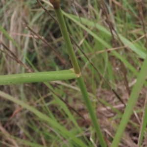 Lolium arundinaceum at Monash, ACT - 3 Nov 2021 03:11 PM