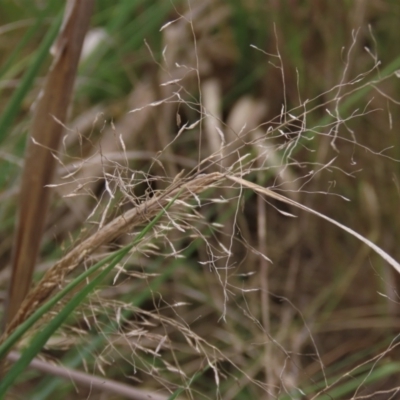 Eragrostis curvula (African Lovegrass) at Monash, ACT - 3 Nov 2021 by AndyRoo